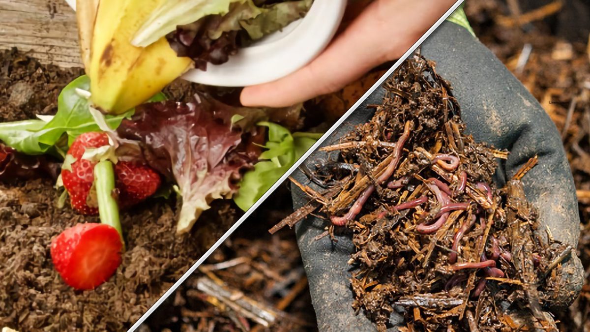 Vermicompostagem X Compostagem orgânica: qual é a melhor alternativa?