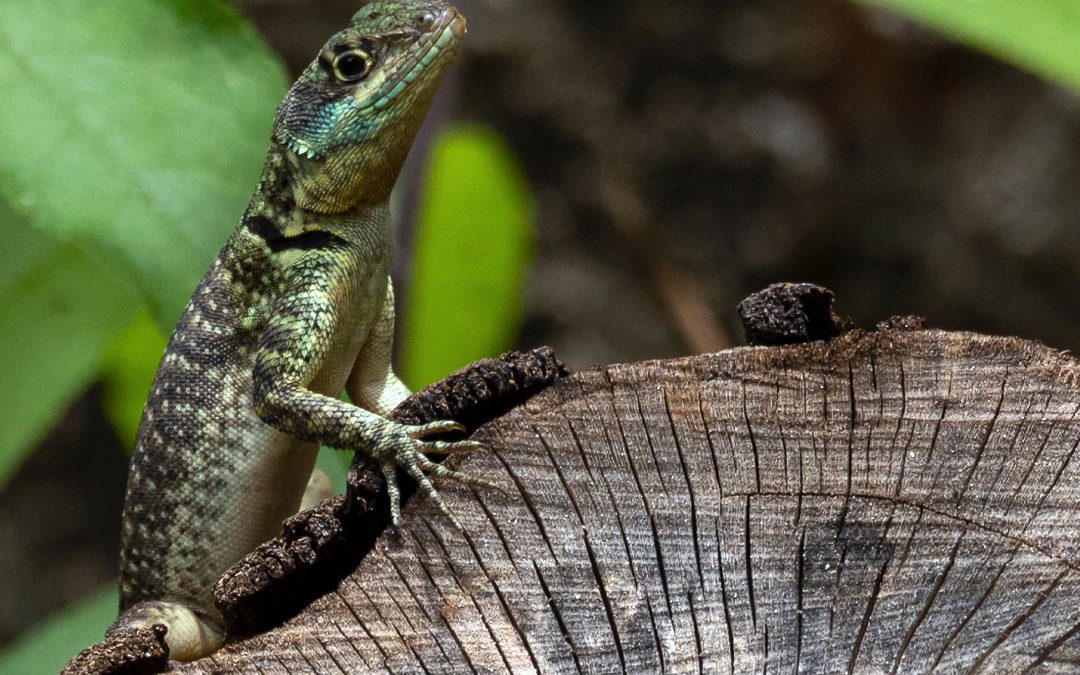 5 práticas para contribuir com a preservação da biodiversidade