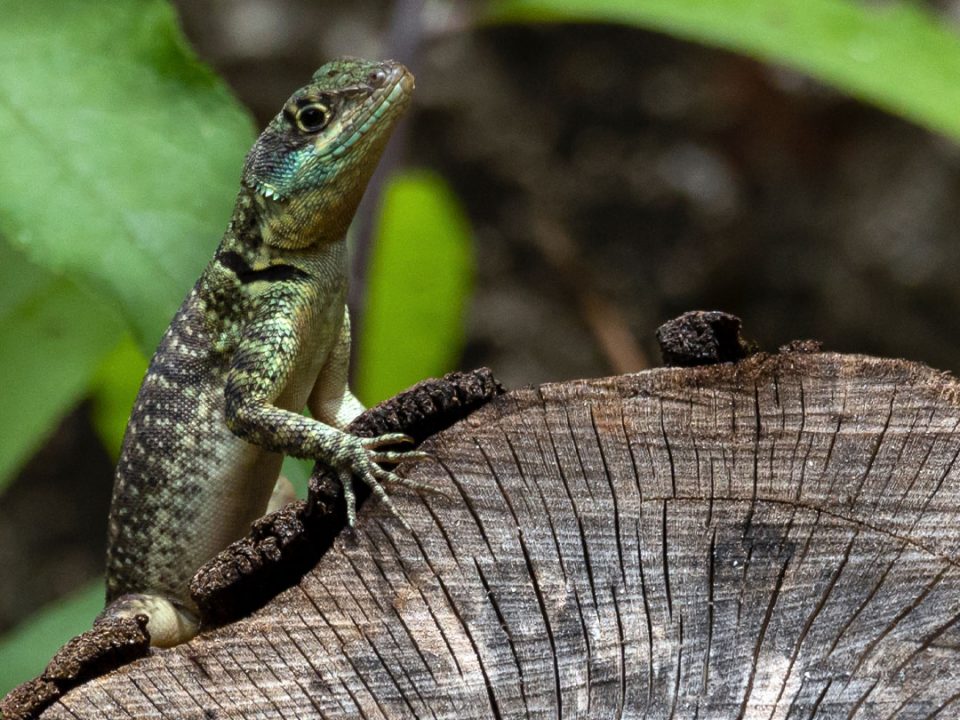 5 práticas para contribuir com a preservação da biodiversidade