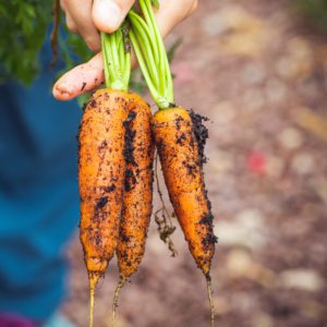 Agricultura orgânica