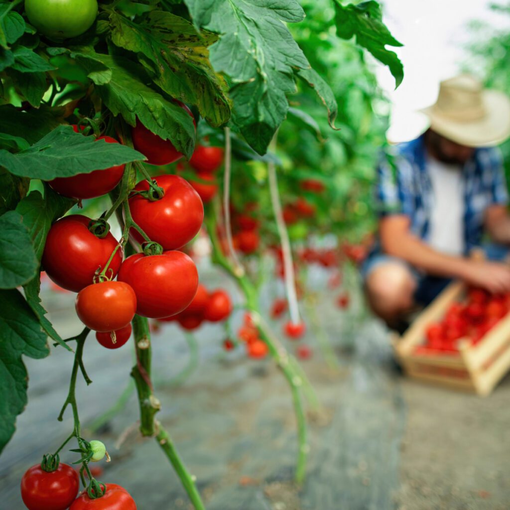 Plantação de tomates