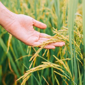 plantação de arroz no Brasil