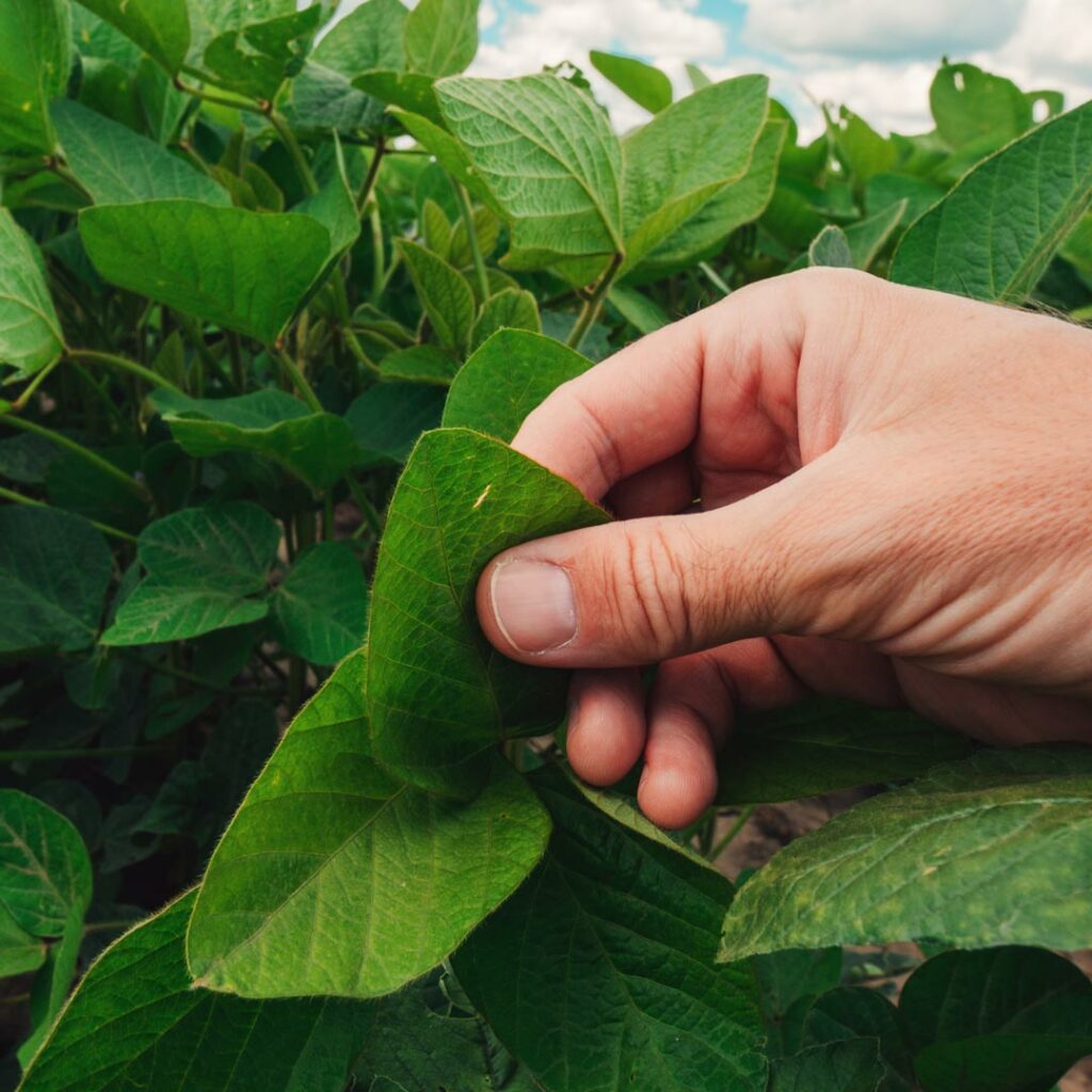 Doenças da soja: conheça as mais comuns e saiba como evitar