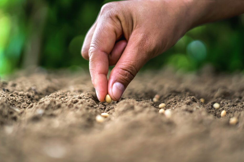 germinação de sementes