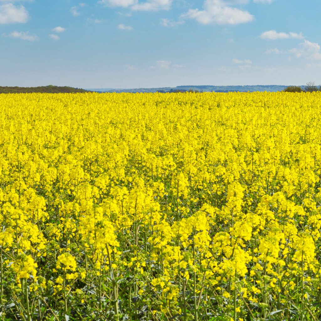 Plantação de canola