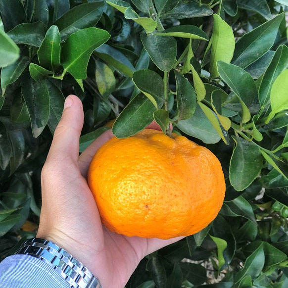 laranja ponkan